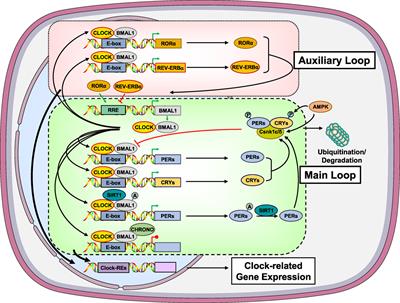 Stress-Related and Circadian Secretion and Target Tissue Actions of Glucocorticoids: Impact on Health